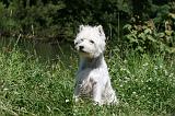 WESTIE 307